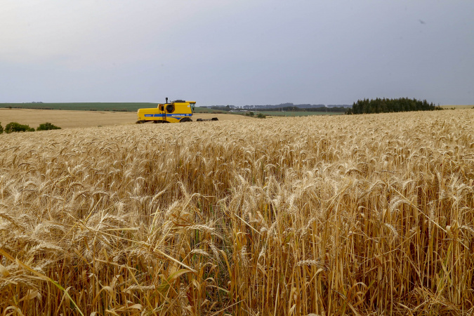 Avanço da colheita do trigo aponta para safra com recorde de produtividade no Paraná
