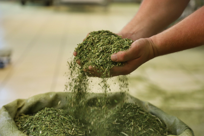 Crescimento da produção de erva-mate do Paraná supera outros estados do Sul