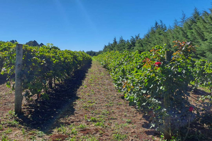 Programa de apoio à viticultura completa seis anos e beneficia 444 produtores familiares