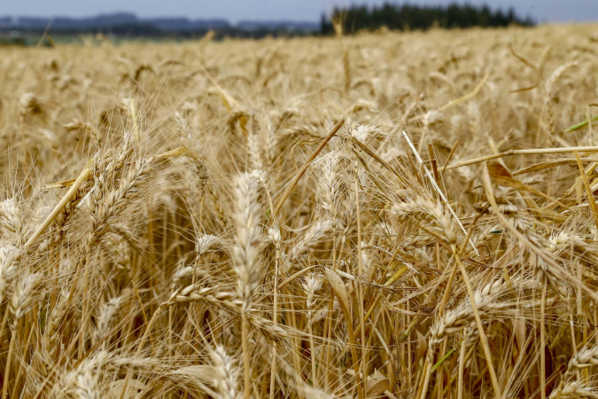 Valor Bruto da Produção Agropecuária do Paraná deve ultrapassar R$ 200 bilhões em 2025