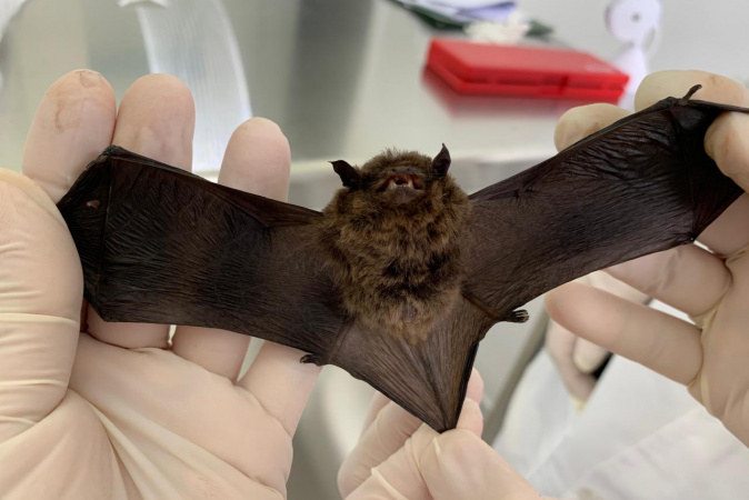Calor intensifica presença de morcegos e Saúde alerta para cuidados com a raiva