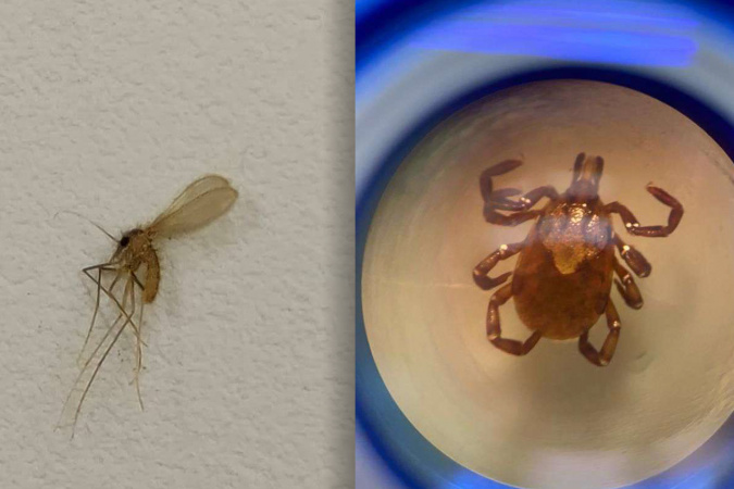 Carrapato e mosquito-palha: Saúde reforça cuidados contra transmissores de doenças