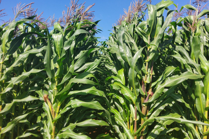 Potencial produtivo: IDR-Paraná lançará cultivar de milho branco no Show Rural 2026