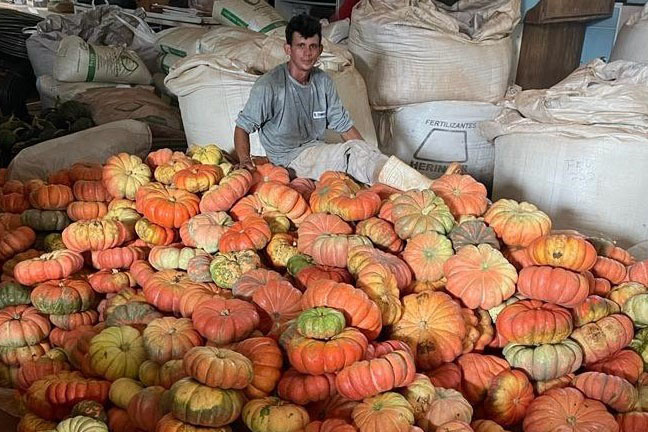 Abóbora movimenta mais de R$ 100 milhões e consolida renda em 330 municípios do Paraná