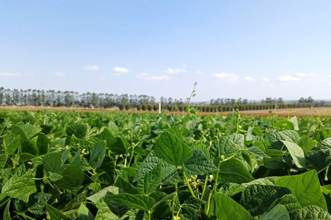 Qualidade e produtividade: IDR-Paraná lança cultivar de feijão em Ponta Grossa na quinta-feira
